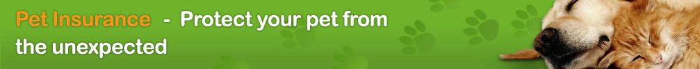 Cheap Pet Insurance